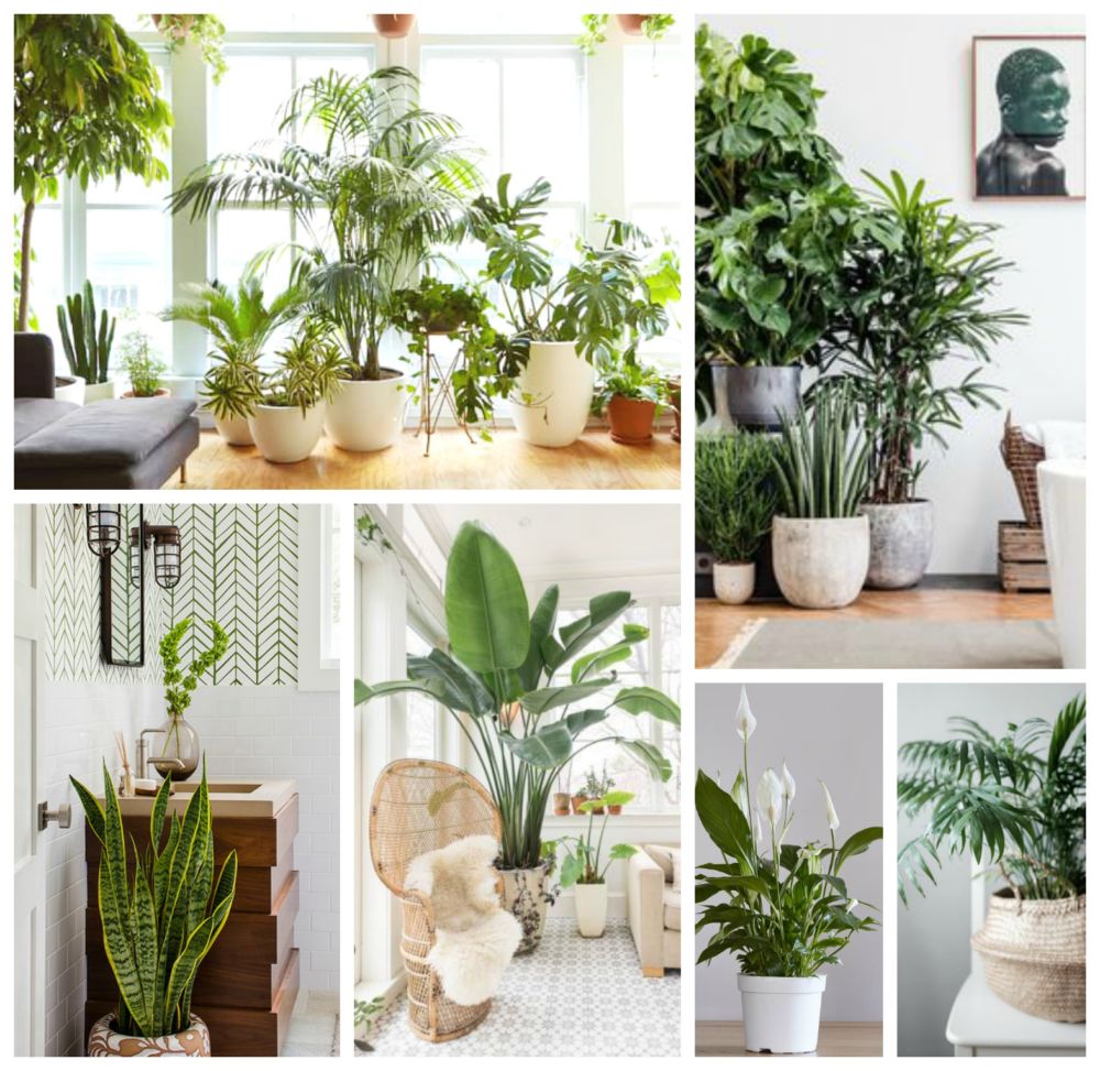 Plants and air purification