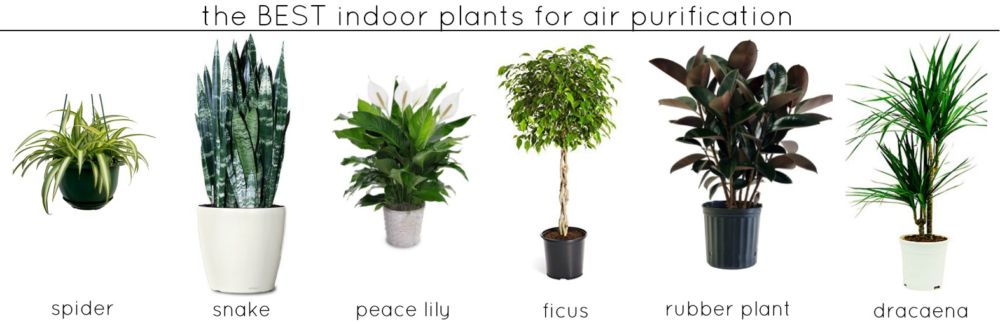 Plants that help with air purification