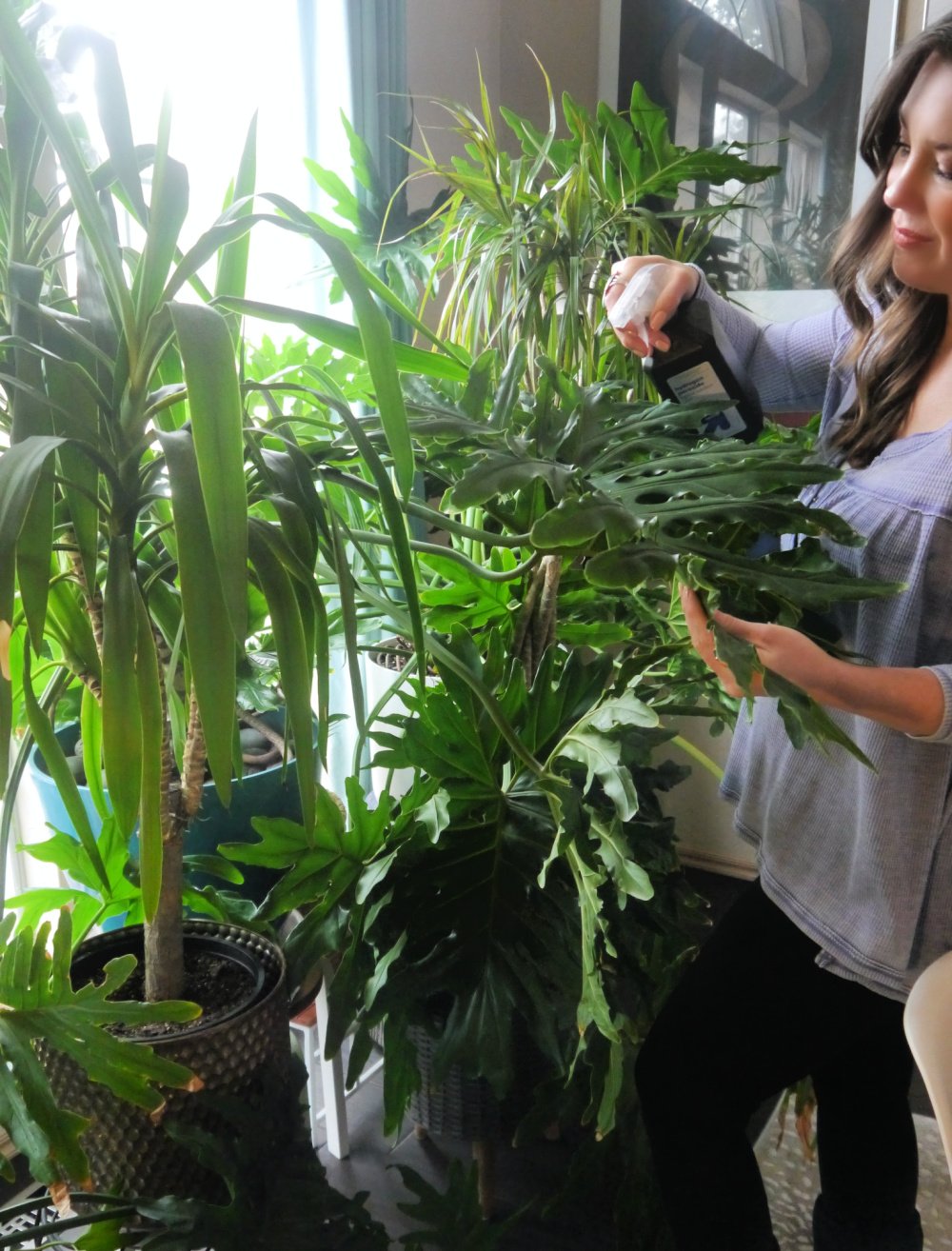 Woman spraying plants with hydrogen peroxide