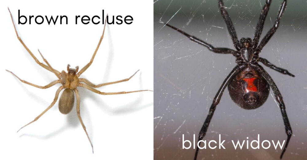 brown recluse and black widow spider